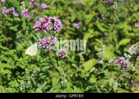 Weißer Schmetterling auf kleine lila Blumen Stockfoto