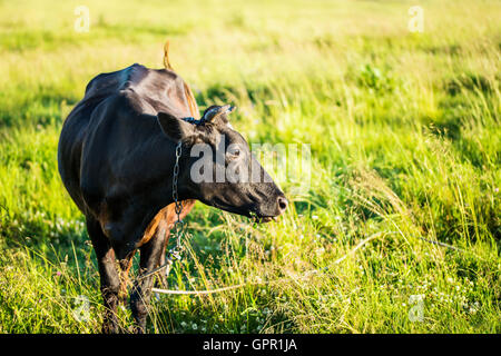 Kuh auf der Weide Stockfoto