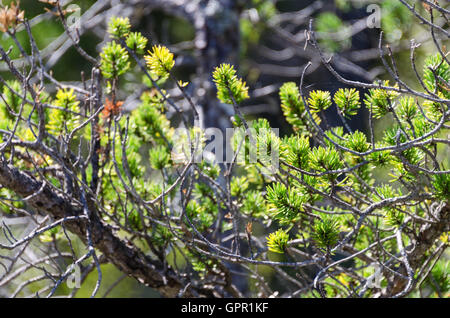 Hinterleuchtete Nadeln der Banks-Kiefer (Pinus Banksiana) Leuchten in am Nachmittag Sonne, Birch Harbor Berg, Acadia National Park, Maine. Stockfoto