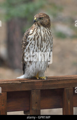 Cooper's Hawk auf Deck Geländer. Stockfoto