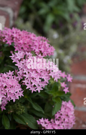 Rosa Blüten auf einem ägyptischen Starcluster Pentas Lanceolata in einem botanischen Garten im Sommer Stockfoto