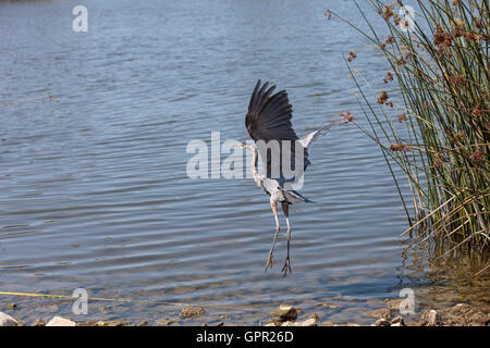 Great Blue Heron Vogel, Ardea Herodias, in freier Wildbahn, abheben, fliegen in einem Sumpf in Bolsa Chica Feuchtgebiete in Huntington Beach, Ca Stockfoto