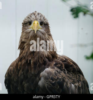 Erwachsenen White tailed Seeadler (Haliaeetus Horste) in Gefangenschaft Stockfoto