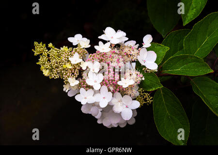 Hydrangea Paniculata weißer Blüten Nahaufnahme in einen Garten. Stockfoto