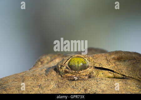 Nahaufnahme von einem Auge des Nil-Krokodil (Crocodylus Niloticus) Stockfoto
