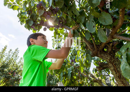 Junge sucht nach Pflaumen zu holen. Stockfoto