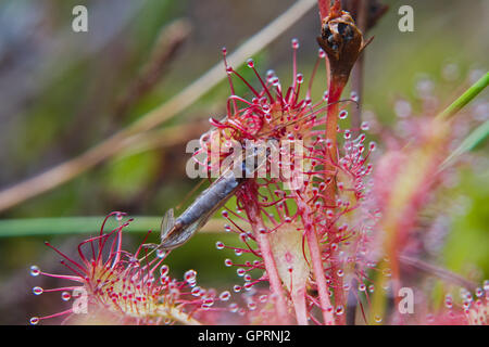 Fliege gefangen von den Tentakeln der länglich-leaved Sonnentau (Drosera Intermedia) Stockfoto