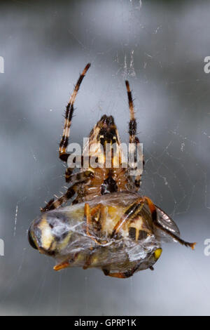 Gartenkreuzspinne (Araneus Diadematus) Essen eine Fliege in Seide gehüllt Stockfoto