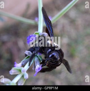 Schwarz / weiß Holzbiene (Xylocopa) hat großen schwarzen Augen wie Bilder eines Ausländers. Wichtig aktive Bestäuber ökologisch Stockfoto