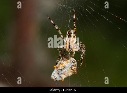 Gartenkreuzspinne (Araneus Diadematus) Essen eine Fliege in Seide gehüllt Stockfoto