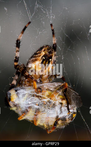 Gartenkreuzspinne (Araneus Diadematus) Essen eine Fliege in Seide gehüllt Stockfoto