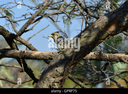 Crested Barbet (Trachyphonus Vaillantii) weibliche Vogel. Singvögel singen im Duett. Obst essen bunte Vogel gelb schwarz orange Stockfoto