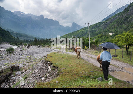 Bauer mit Kühen am Thethit-Fluss in das Dorf von Theth mit der albanischen Alpen im Hintergrund, Nordalbanien. Stockfoto