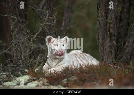 Bengal Tiger / Koenigstiger (Panthera Tigris), weiße Morph, ruht zwischen Bäumen, lecken, seine Zunge, niedliche junge Tier. Stockfoto