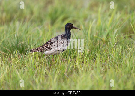 Halskrause / Kampflaeufer (Philomachus Pugnax), Migranten, schwarze Gefieder, ein Spaziergang durch nasse Wiese, auf der Suche nach Nahrung, Wildtiere. Stockfoto