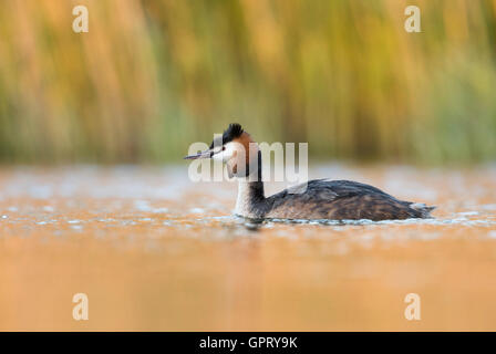 Haubentaucher / Haubentaucher (Podiceps Cristatus) schwimmt im golden schimmernde Wasser letzten Licht des Tages. Stockfoto