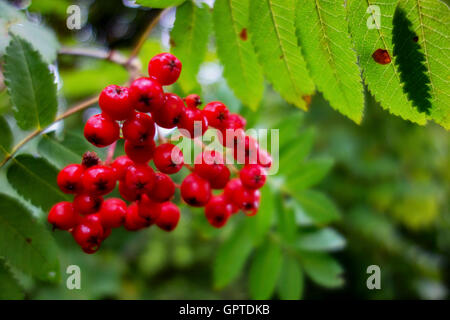 Rote Beeren der wilden Rowan Baum Sorbus Aucuparia. Stockfoto