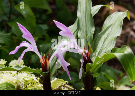 Dunkle Stängel und lila Blüten von hardy Ingwer, Roscoea Purpurea "Peacock Eye" Stockfoto