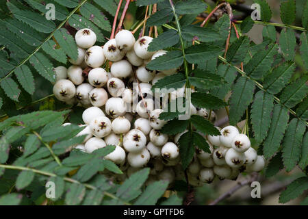 Weißer Herbst Beeren und gut verteilt Laub von den chinesischen Rowan, Sorbus koehneana Stockfoto
