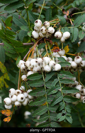 Weißer Herbst Beeren und gut verteilt Laub von den chinesischen Rowan, Sorbus koehneana Stockfoto