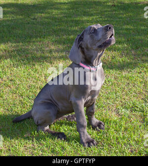 Grau-Dogge Welpen sitzen und gerade dabei, Rinde Stockfoto