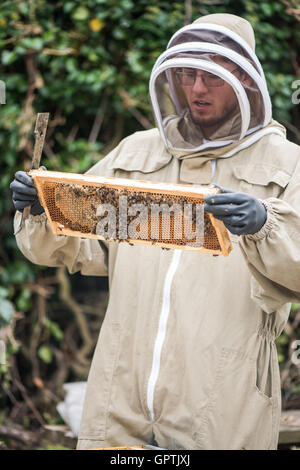 Imker Bienen Gesundheit auf Wabenrahmen überprüfen Stockfoto