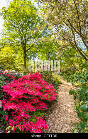 Hübschen Pfad, gesäumt von roten Azaleen und Rhododendren, RHS Gärten in Wisley, Surrey, UK im Frühling Stockfoto