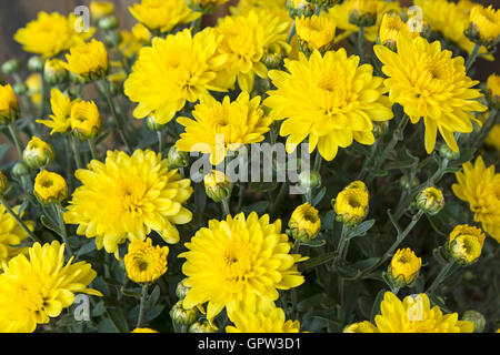 Gelbe Chrysantheme Closeup, Hintergrund Stockfoto