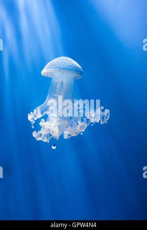 Sanderia Amakusa Quallen mit Tentakeln schwimmen auf blauem Hintergrund Stockfoto