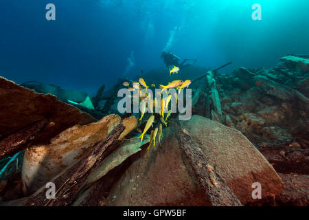 Safari-Boot Wrack und Wasserpflanzen leben im Roten Meer. Stockfoto