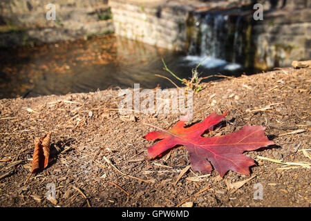 Ein einzelnes rotes Herbstblatt legt im Dreck auf dem Boden vor einem Wasserfall. Stockfoto