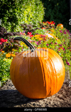 Ein perfekter orange Kürbis ruht auf einer Felswand Blumen im Hintergrund. Stockfoto