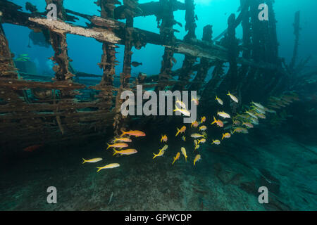 Safari-Boot Wrack und Wasserpflanzen leben im Roten Meer. Stockfoto