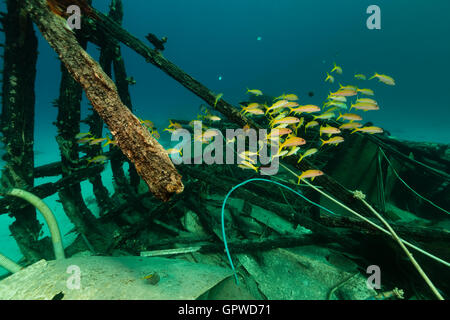 Safari-Boot Wrack und Wasserpflanzen leben im Roten Meer. Stockfoto