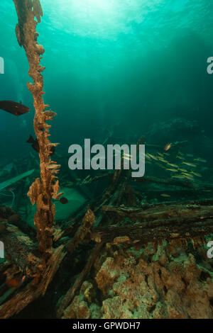 Safari-Boot Wrack und Wasserpflanzen leben im Roten Meer. Stockfoto