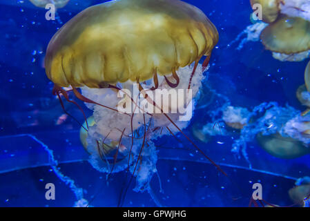 Öffentliche Aquarium, Camden, NJ. Stockfoto
