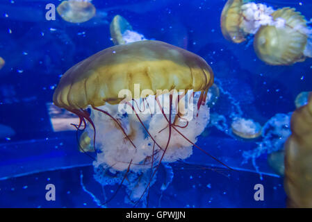 Öffentliche Aquarium, Camden, NJ. Stockfoto