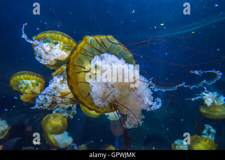 Öffentliche Aquarium, Camden, NJ. Stockfoto
