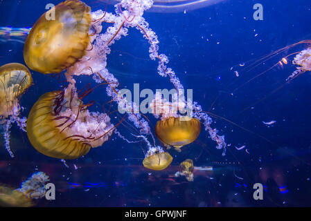 Öffentliche Aquarium, Camden, NJ. Stockfoto