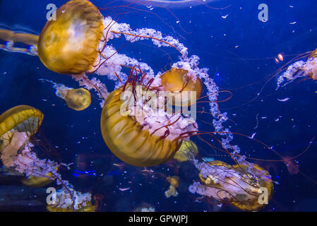 Öffentliche Aquarium, Camden, NJ. Stockfoto