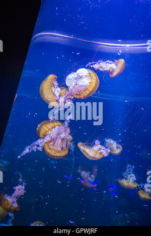 Öffentliche Aquarium, Camden, NJ. Stockfoto