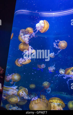 Öffentliche Aquarium, Camden, NJ. Stockfoto