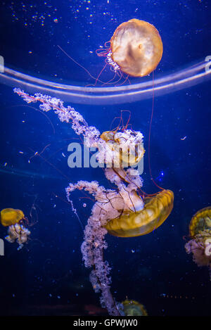 Öffentliche Aquarium, Camden, NJ. Stockfoto