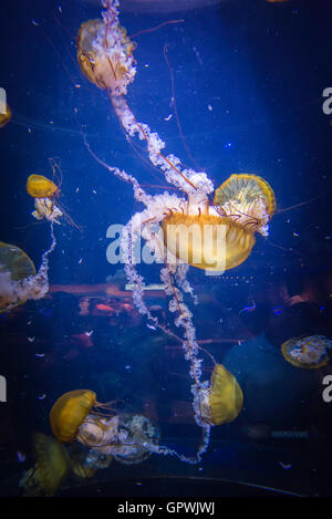 Öffentliche Aquarium, Camden, NJ. Stockfoto