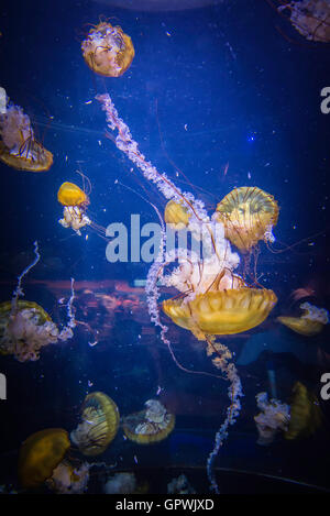 Öffentliche Aquarium, Camden, NJ. Stockfoto