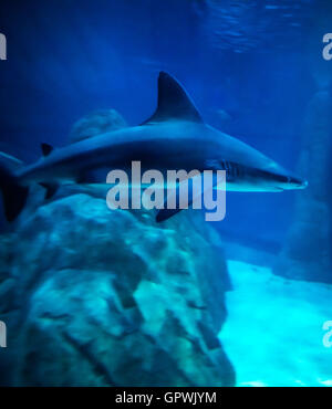 Öffentliche Aquarium, Camden, NJ. Stockfoto