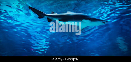 Öffentliche Aquarium, Camden, NJ. Stockfoto