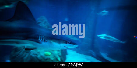 Öffentliche Aquarium, Camden, NJ. Stockfoto