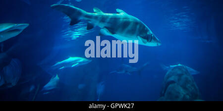 Öffentliche Aquarium, Camden, NJ. Stockfoto