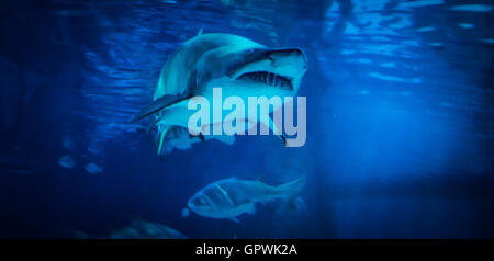 Öffentliche Aquarium, Camden, NJ. Stockfoto